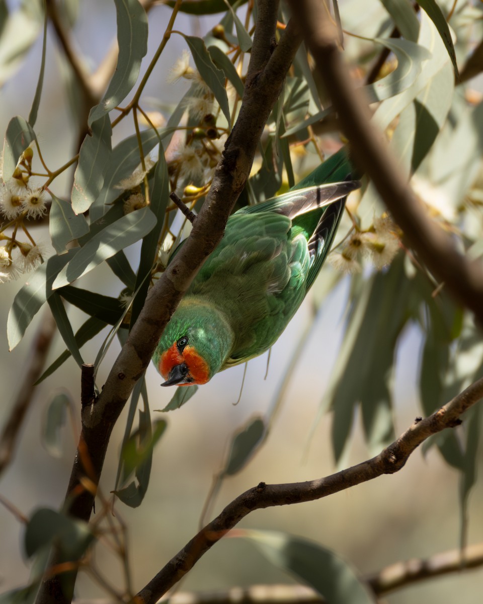 Little Lorikeet - ML646632930