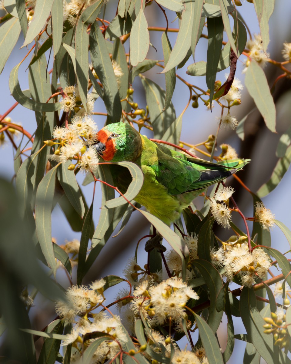 Little Lorikeet - ML646632931