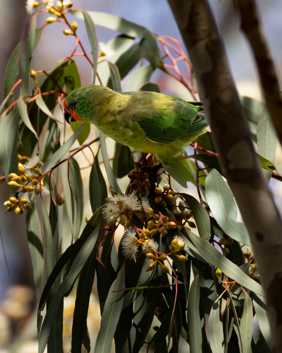 Little Lorikeet - ML646632932