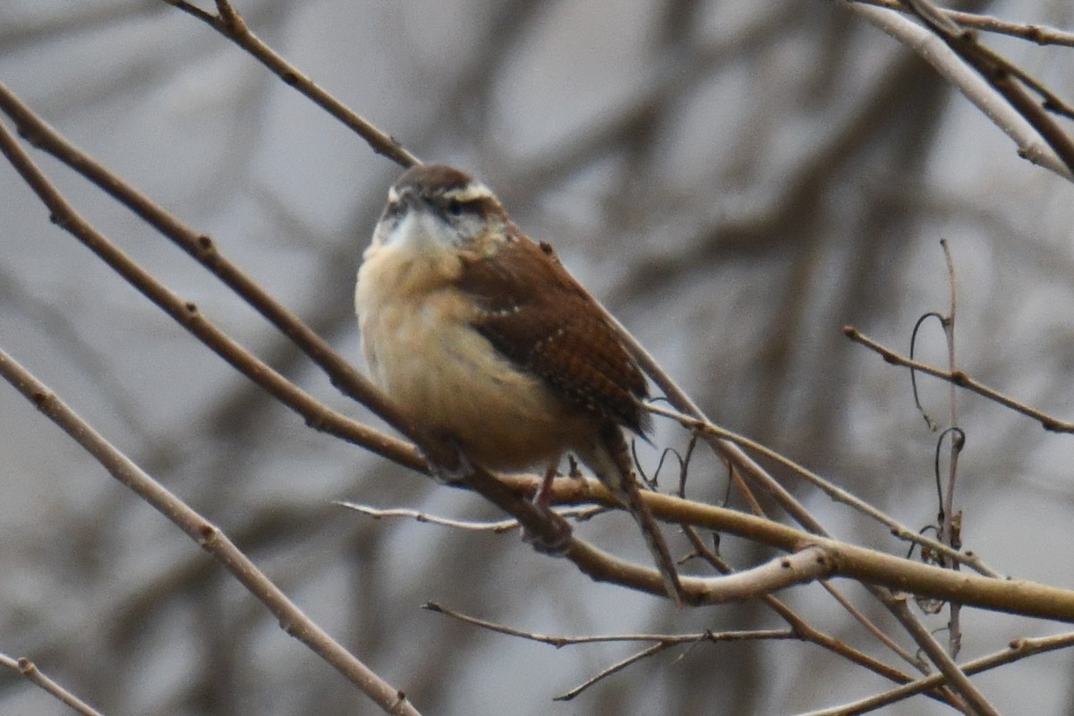 Carolina Wren - ML646632933