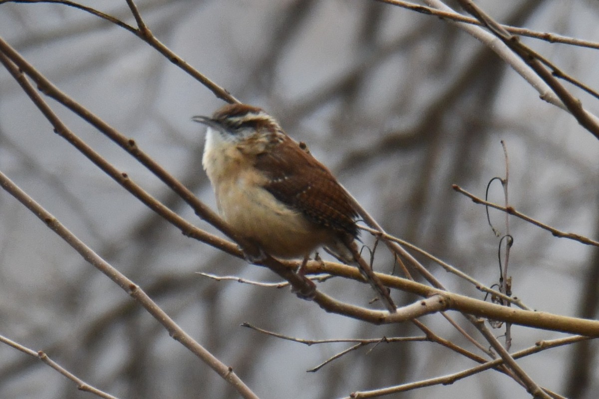 Carolina Wren - ML646632934