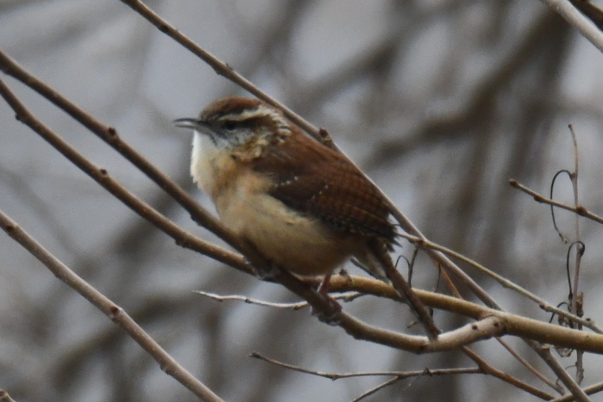 Carolina Wren - ML646632935