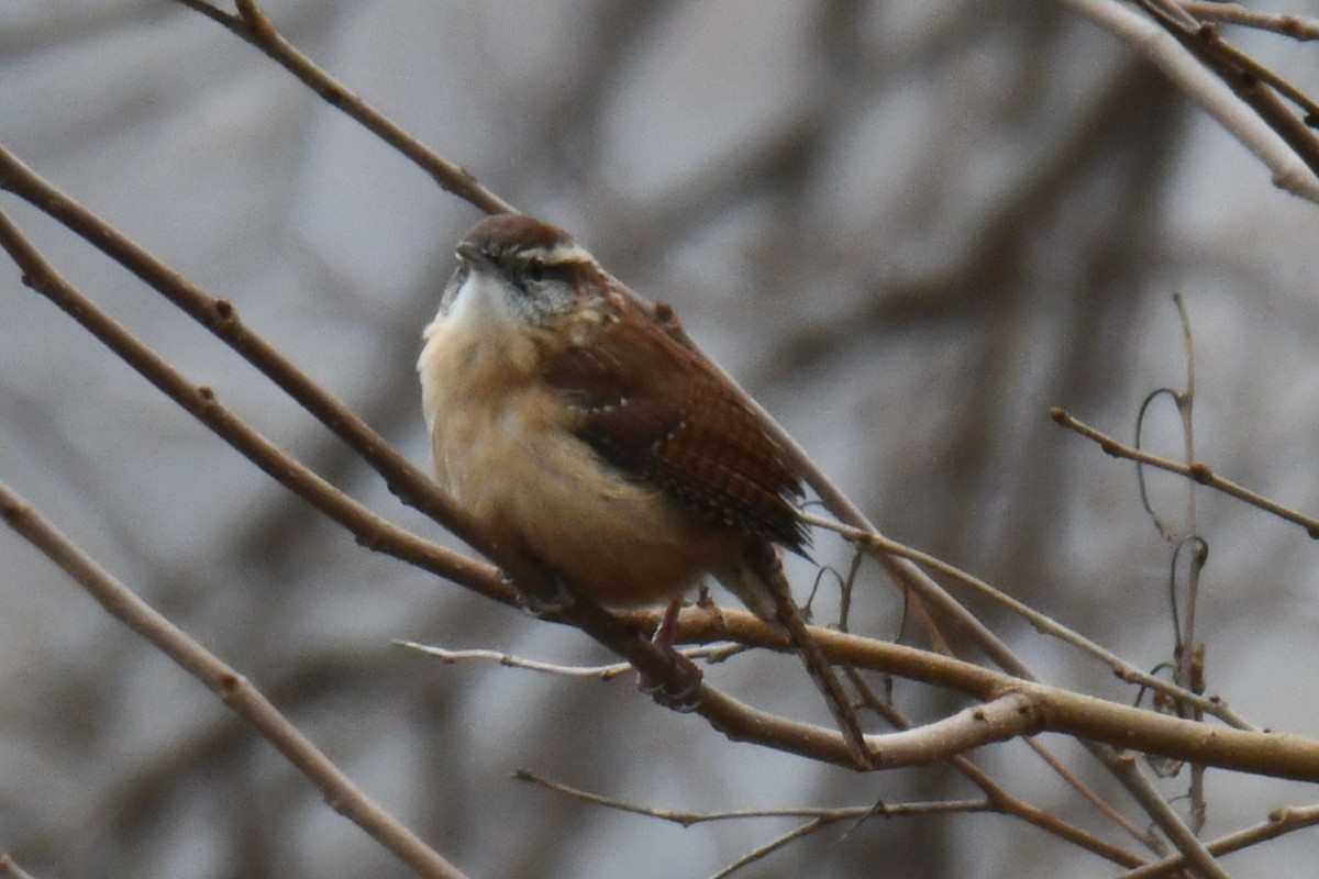 Carolina Wren - ML646632936