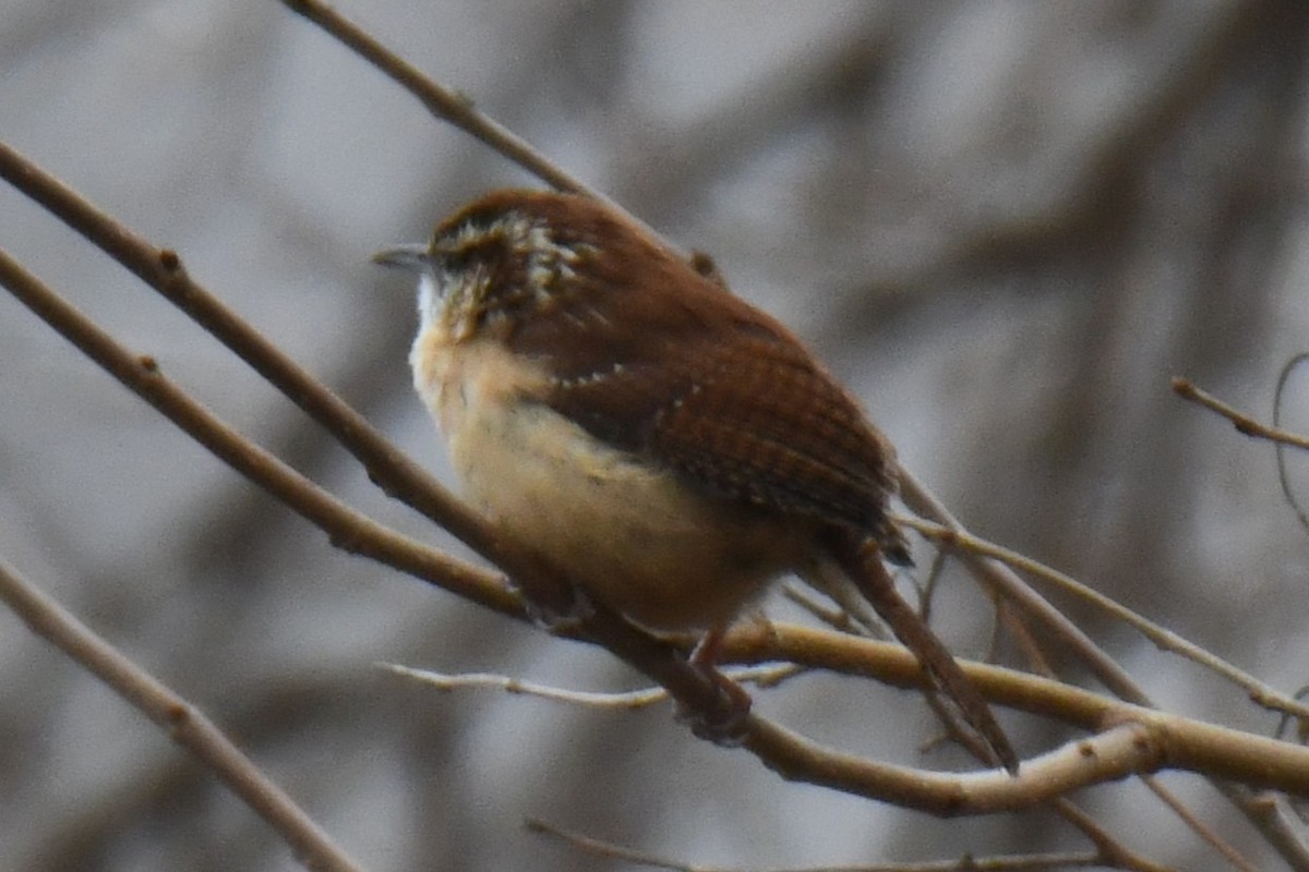 Carolina Wren - ML646632937
