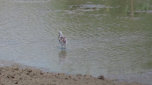 Коловодник великий - ML646632939