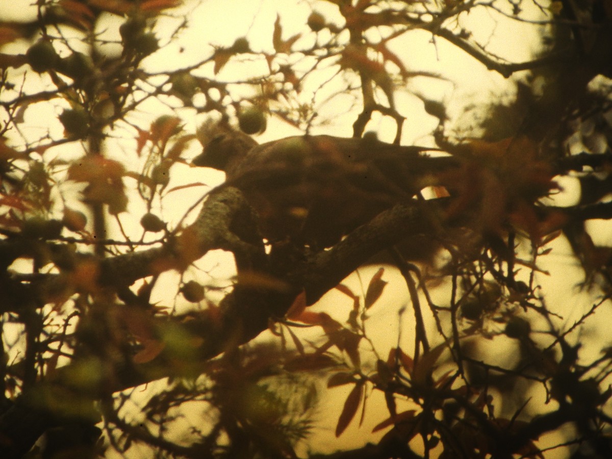 Gray Go-away-bird - ML646632940