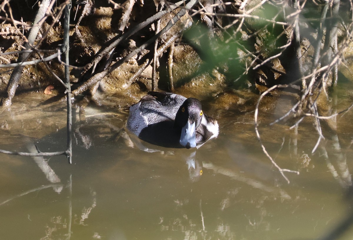 コスズガモ - ML646632942