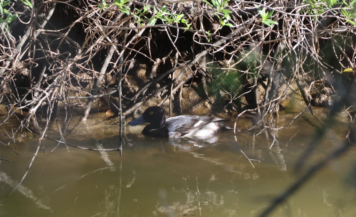 コスズガモ - ML646632943