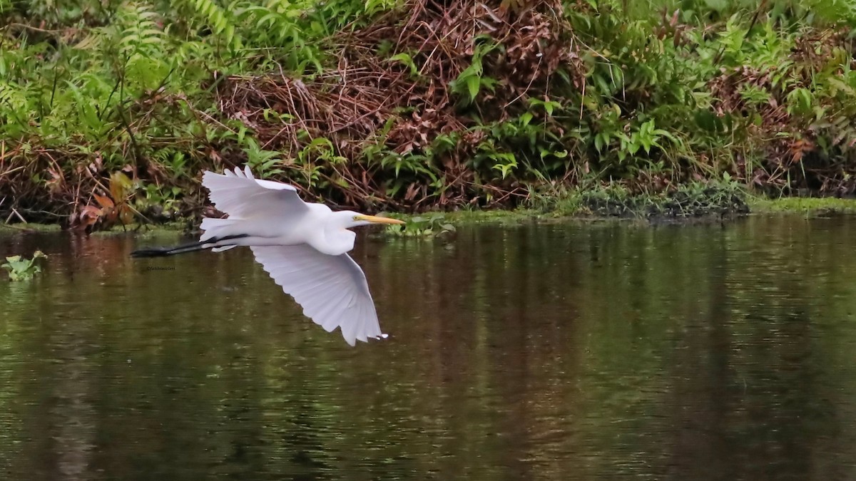 Great Egret - ML646632944