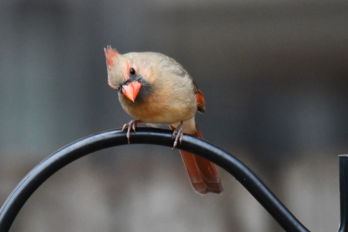 Northern Cardinal - ML646632945