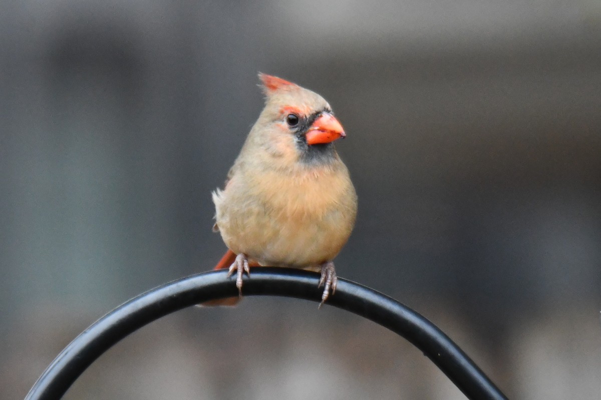 Northern Cardinal - ML646632946