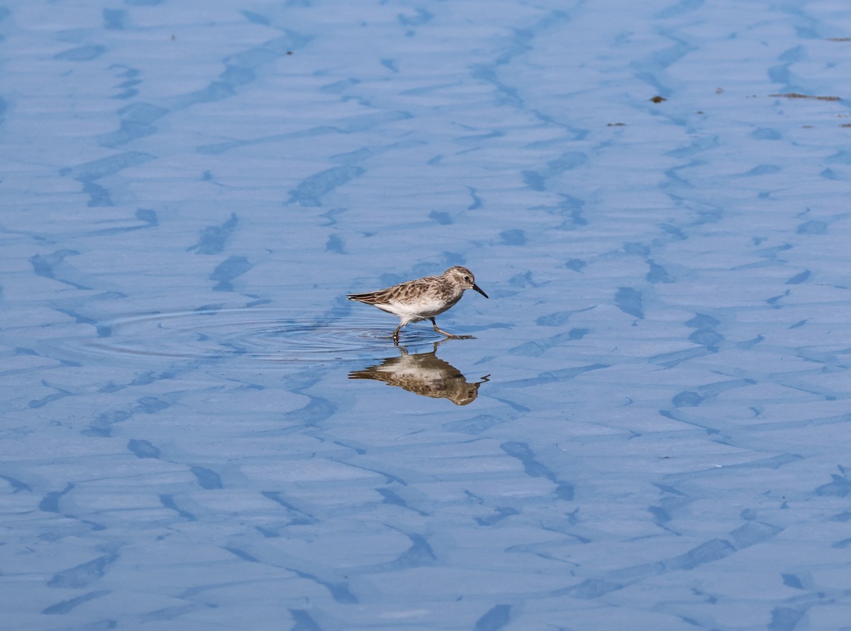 アメリカヒバリシギ - ML646632950