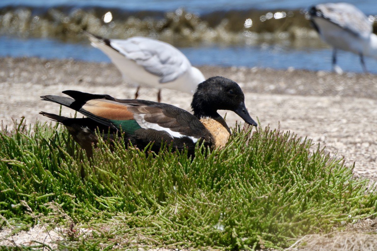 Australian Shelduck - ML646632952