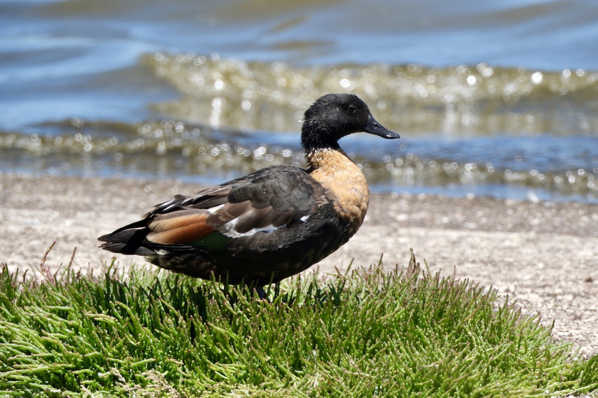 Australian Shelduck - ML646632953