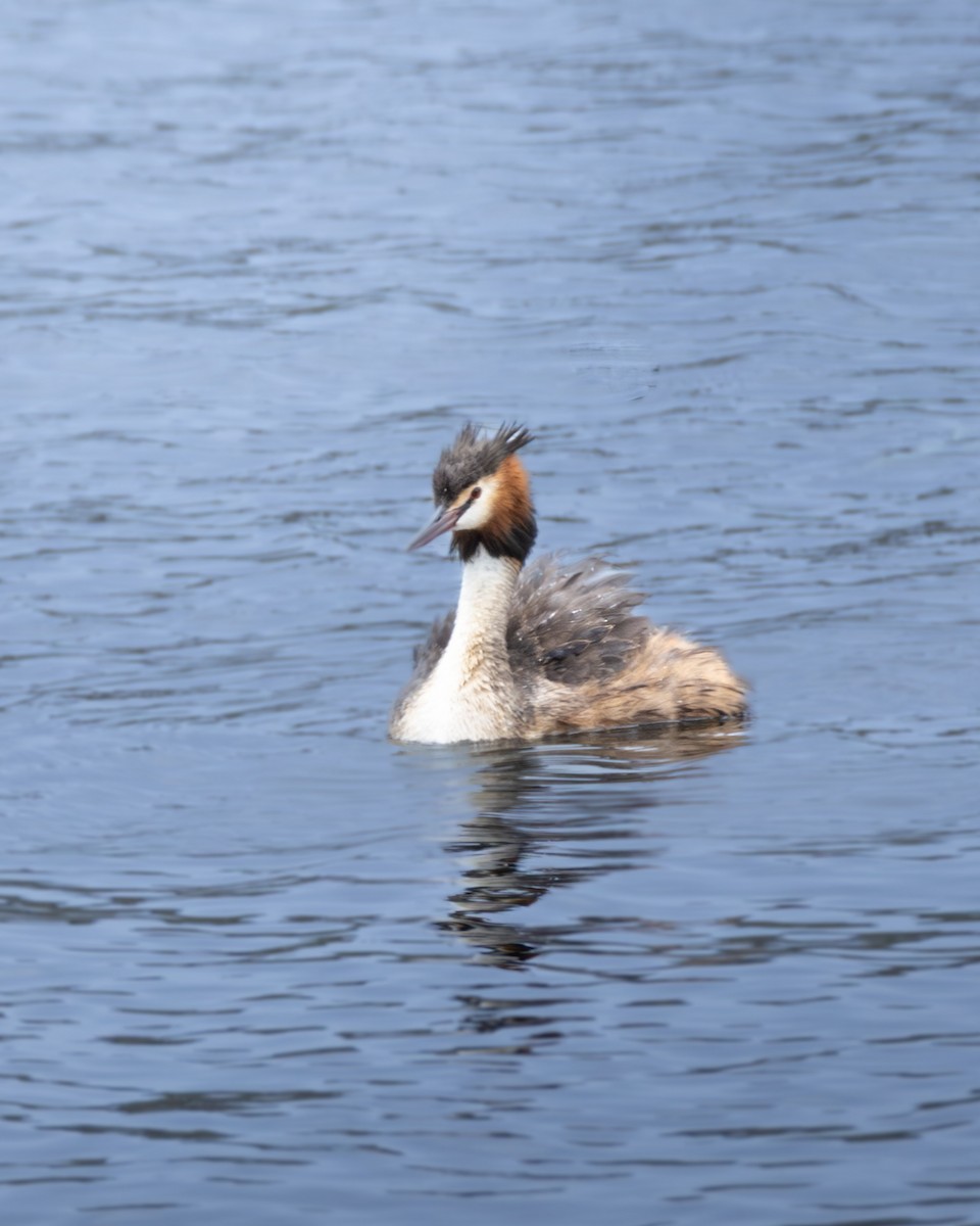 Great Crested Grebe - ML646632954