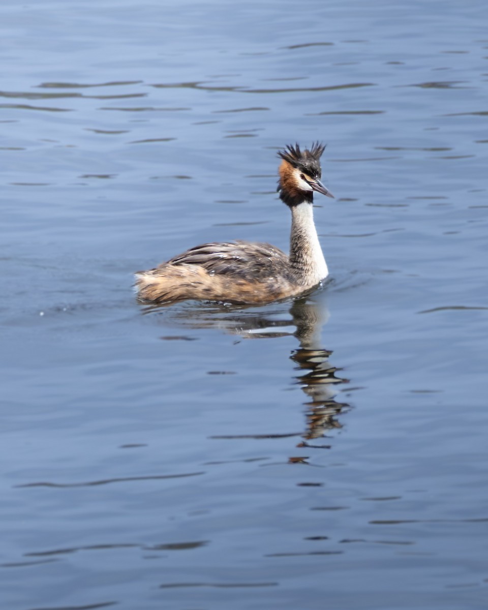 Great Crested Grebe - ML646632955