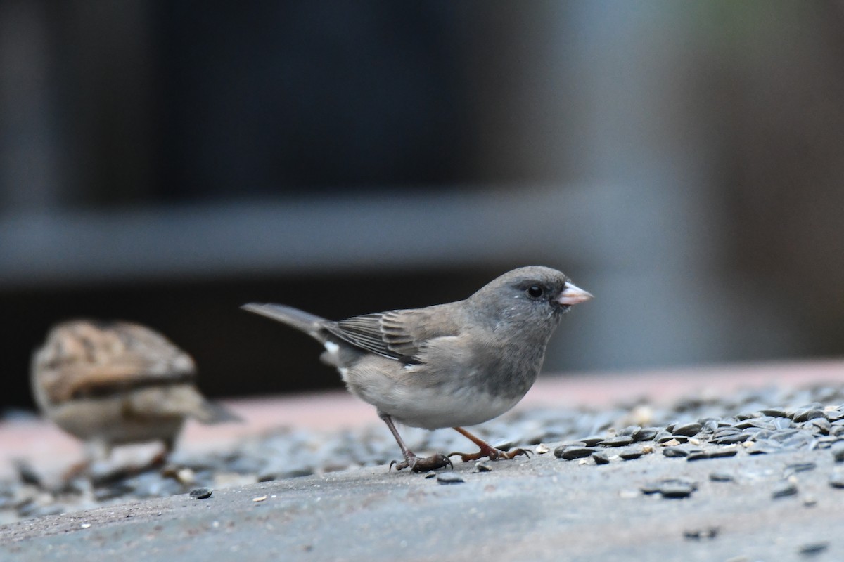 ユキヒメドリ - ML646632956