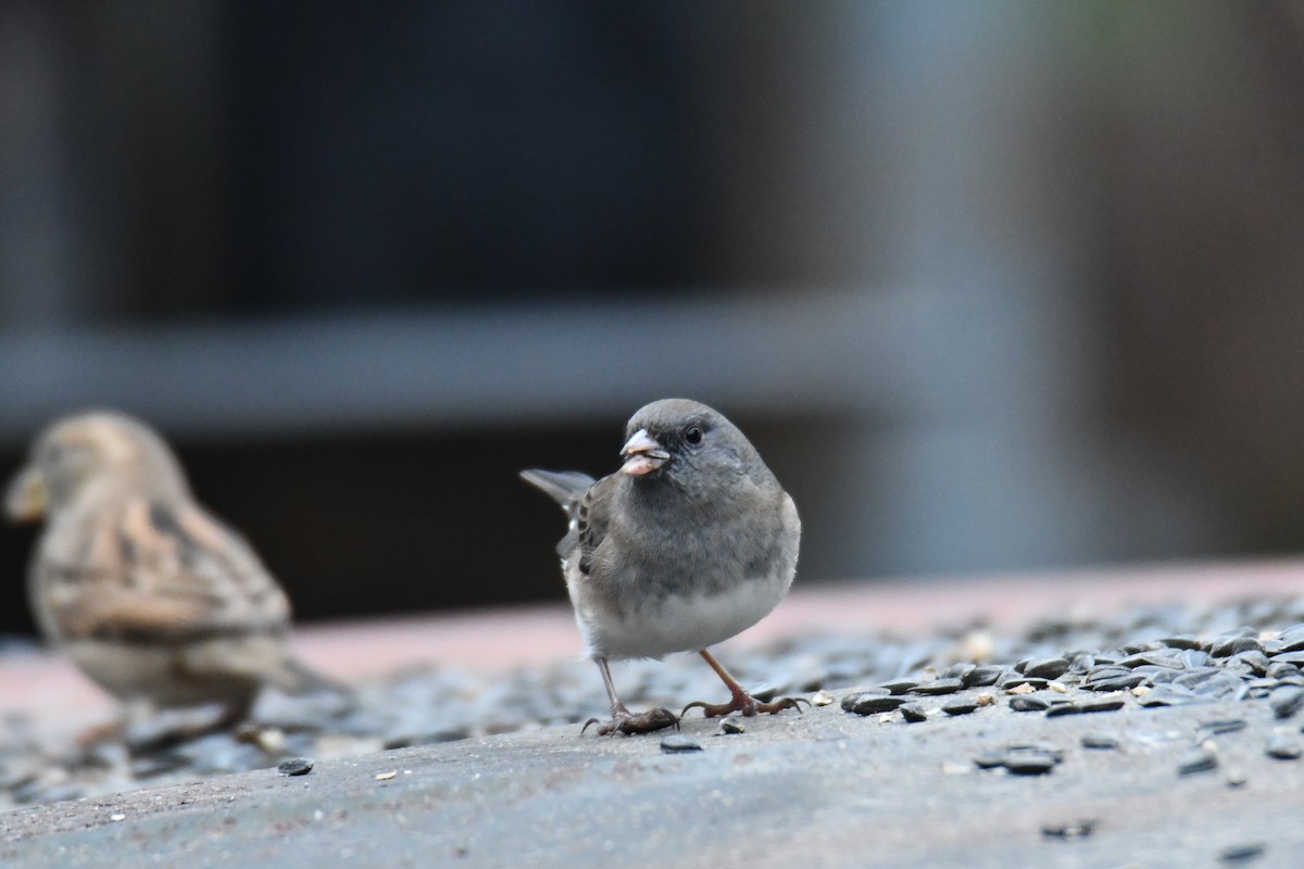 ユキヒメドリ - ML646632957