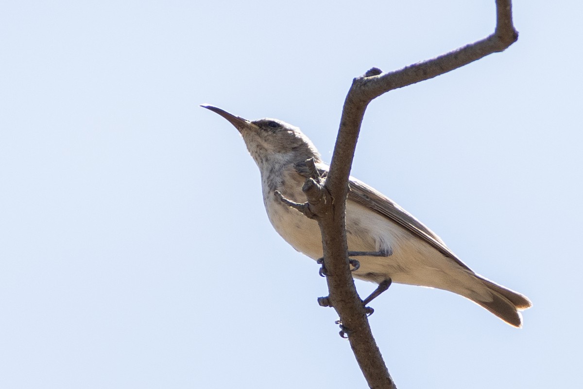 Black Honeyeater - ML646632959