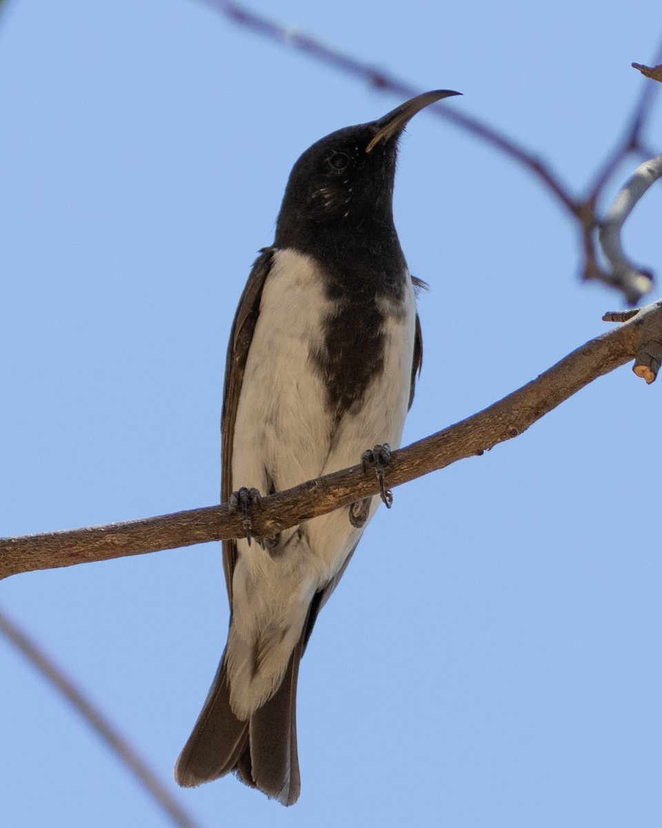 Black Honeyeater - ML646632961