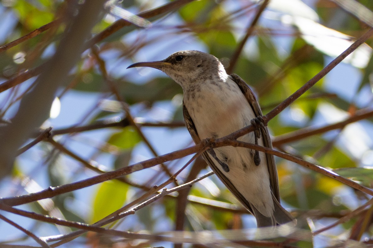 Black Honeyeater - ML646632962