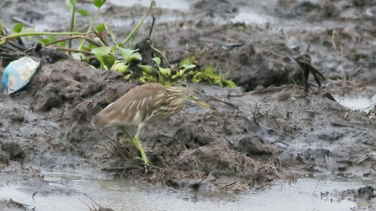 Chinese Pond-Heron - ML646632966