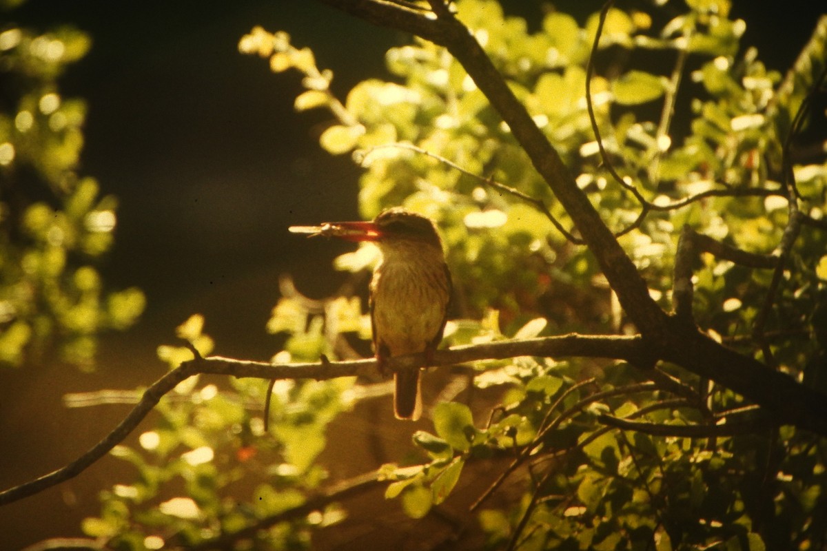 Brown-hooded Kingfisher - ML646632967
