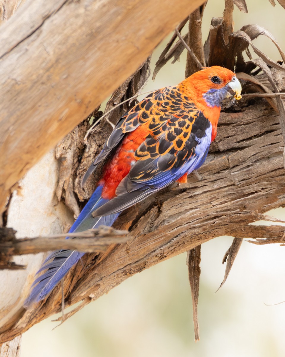 Crimson Rosella - ML646632968