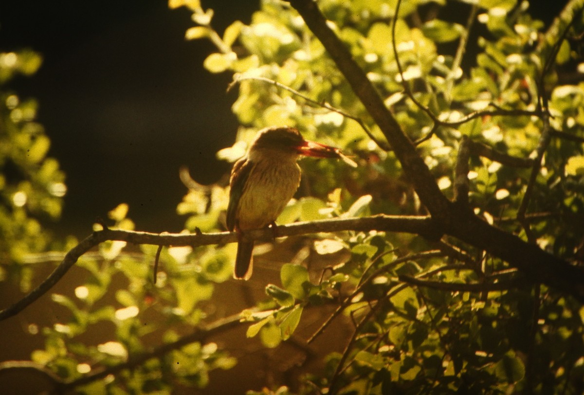 Brown-hooded Kingfisher - ML646632970