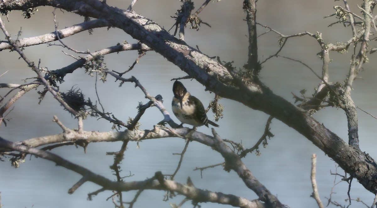 ミドリヤマセミ - ML646632971