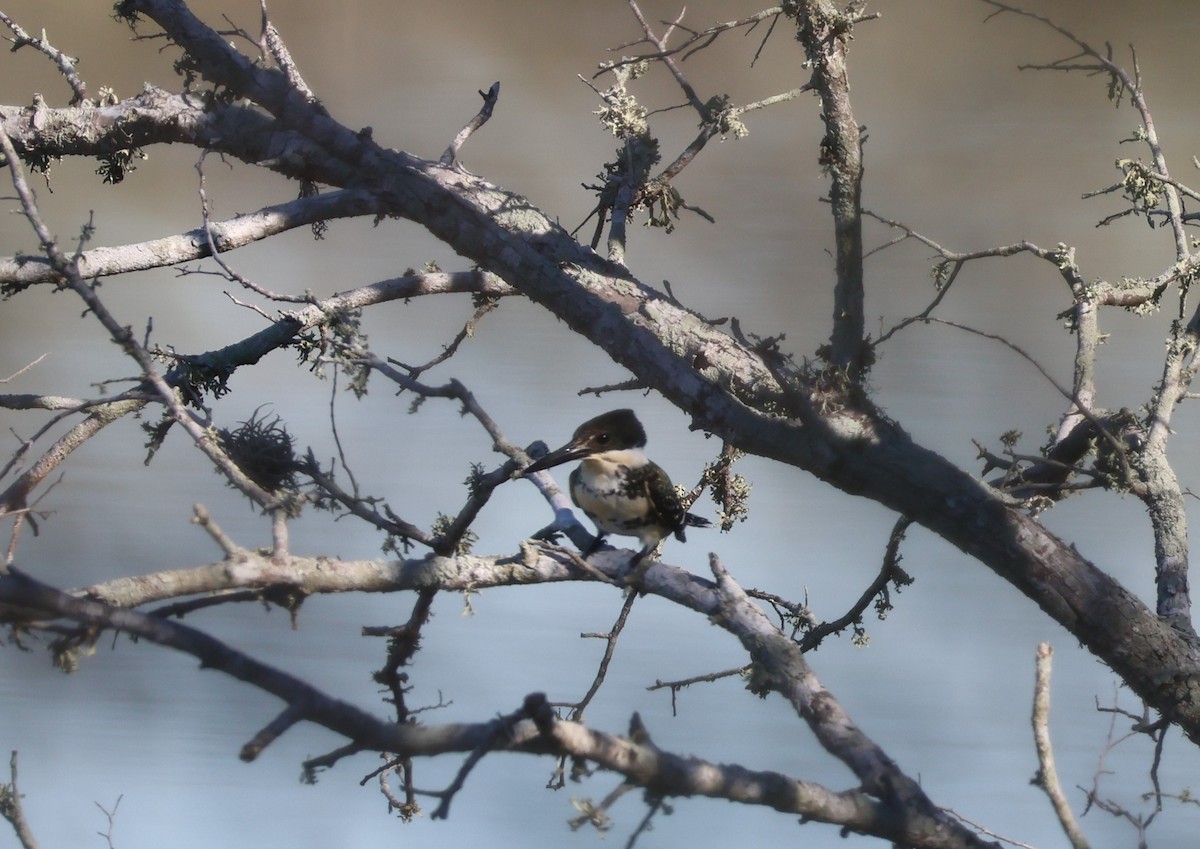 ミドリヤマセミ - ML646632972