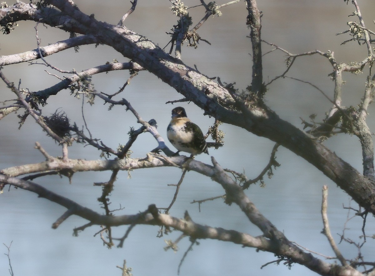 ミドリヤマセミ - ML646632973