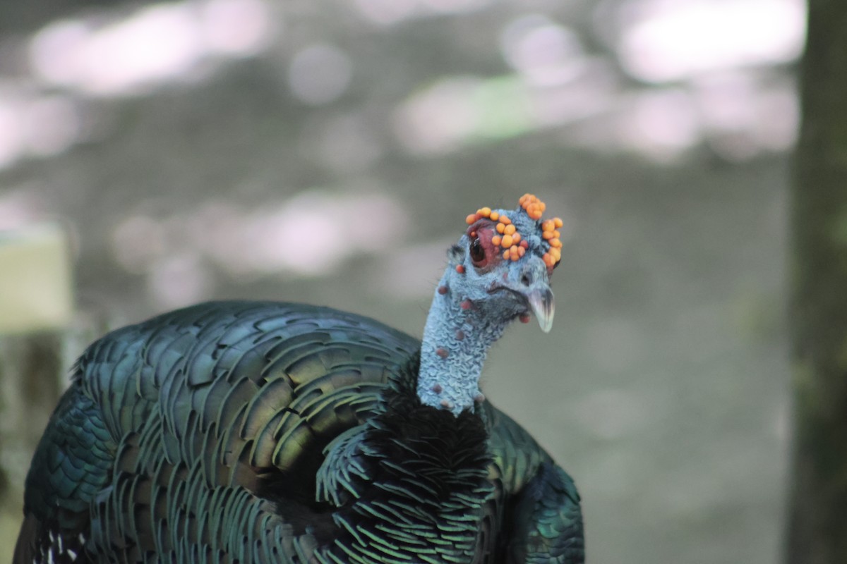 Ocellated Turkey - ML646632976