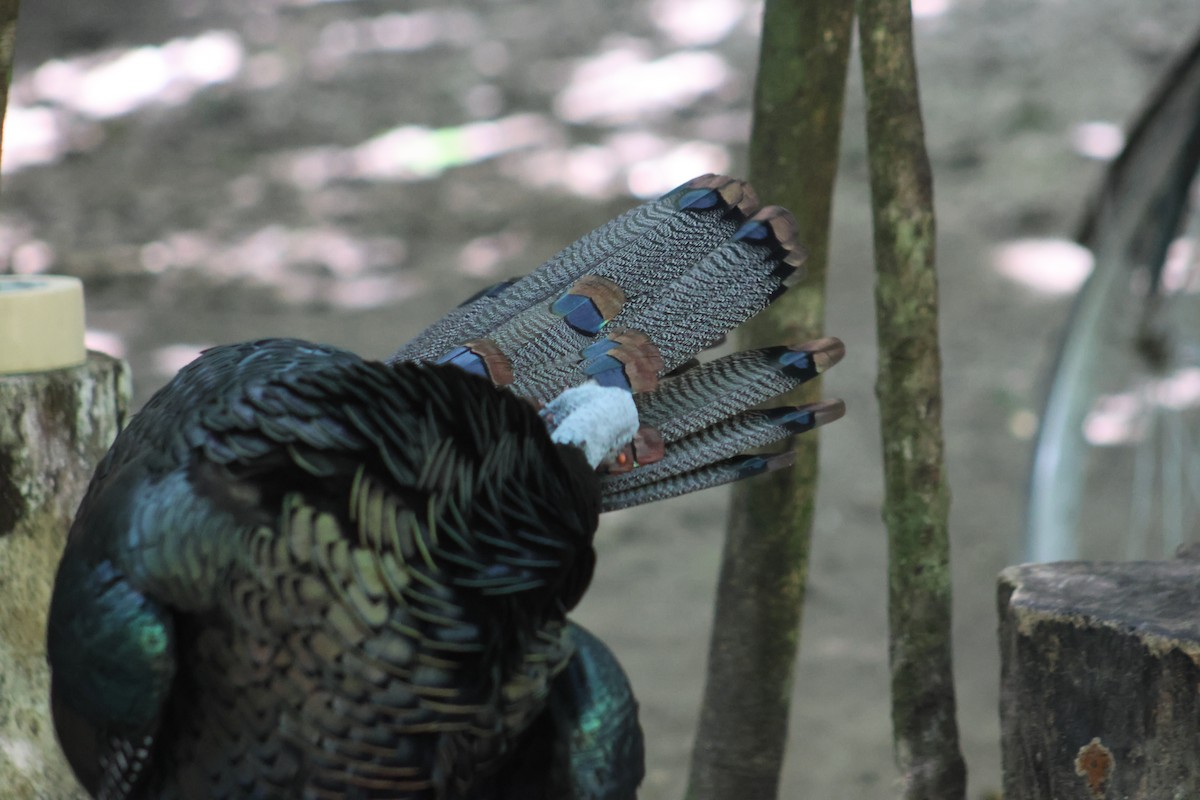 Ocellated Turkey - ML646632977