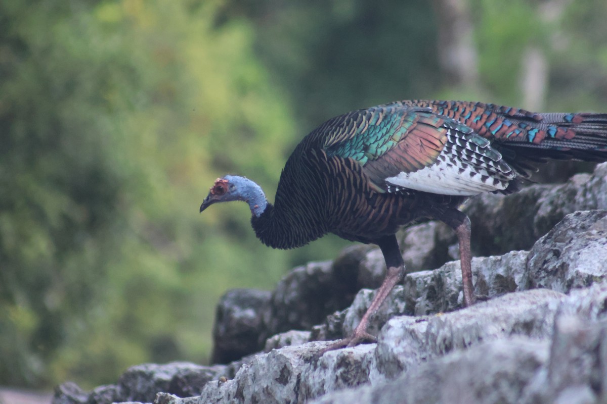 Ocellated Turkey - ML646632978
