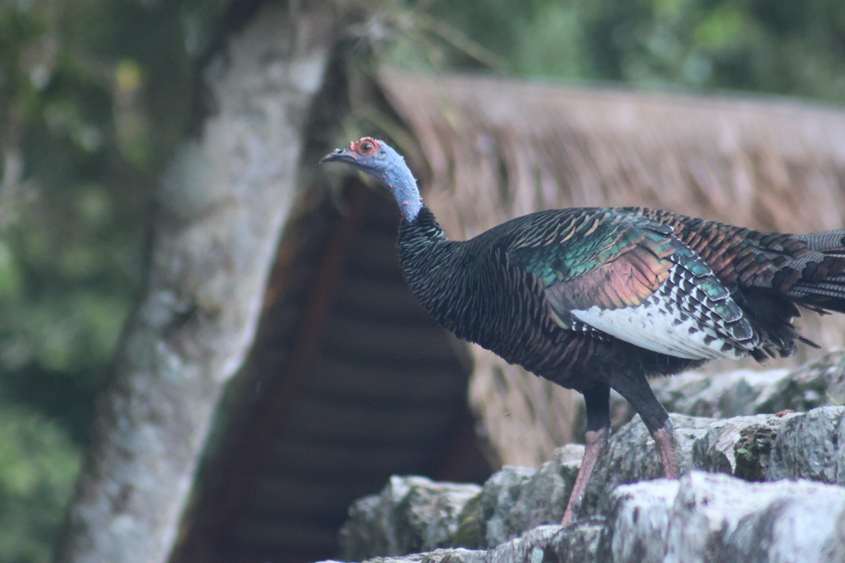 Ocellated Turkey - ML646632979
