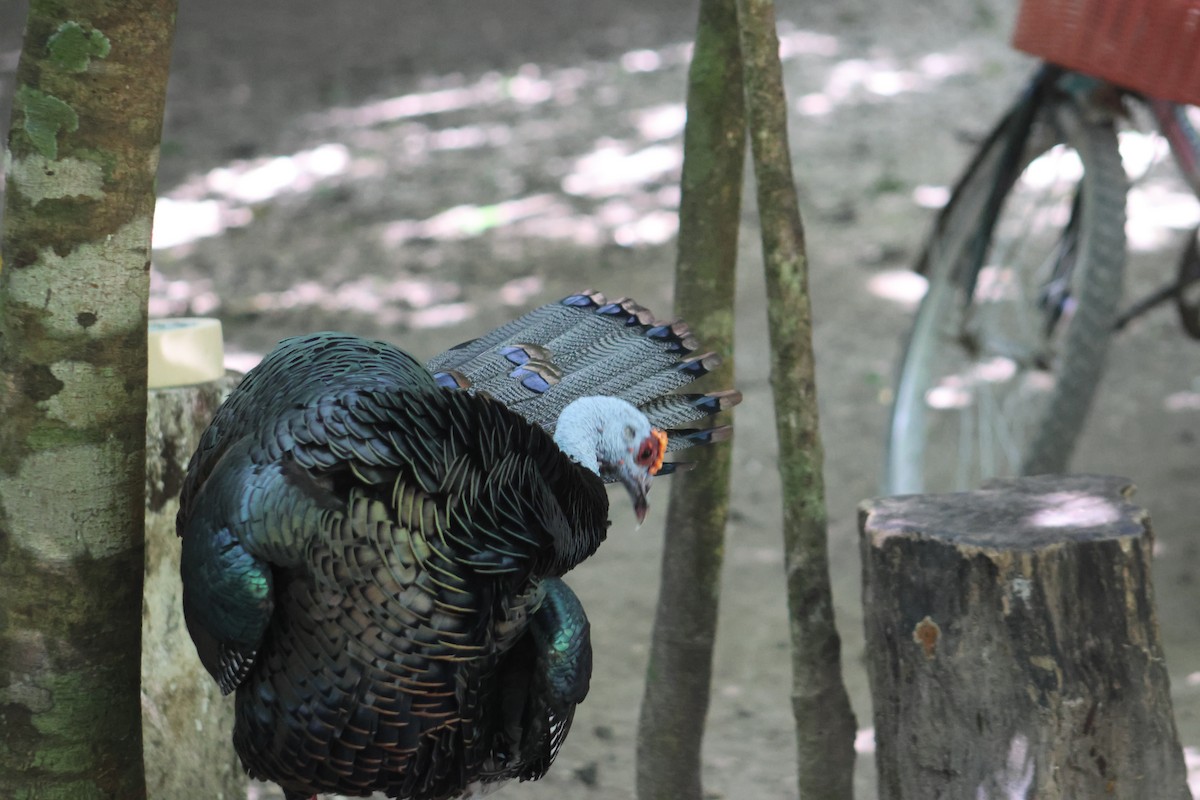 Ocellated Turkey - ML646632980