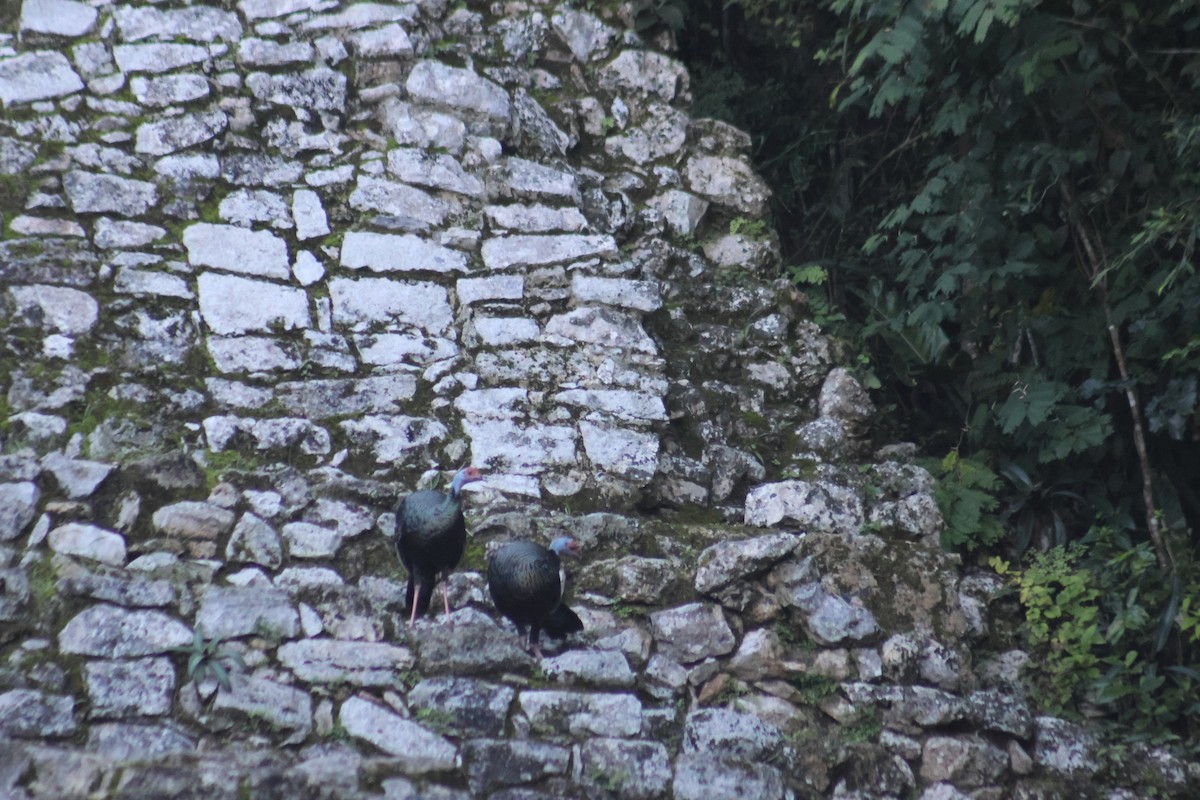 Ocellated Turkey - ML646632982