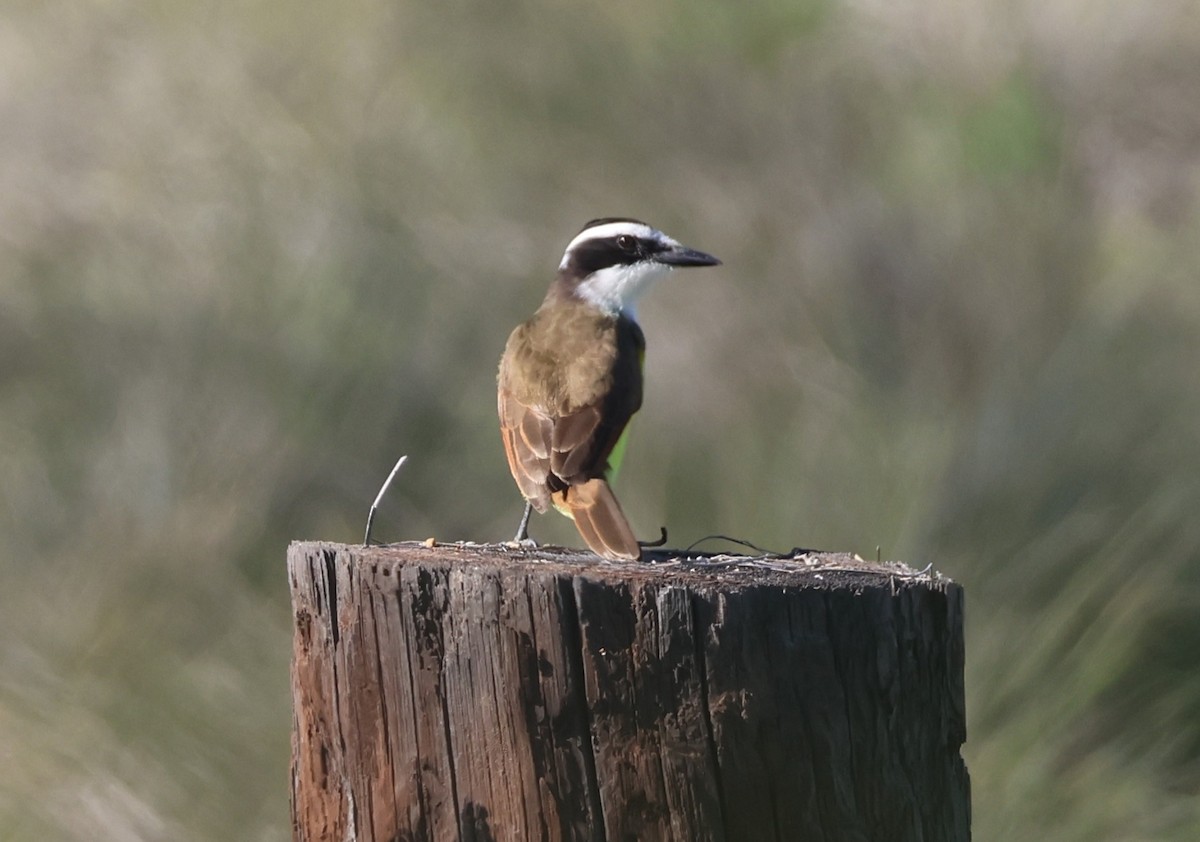 キバラオオタイランチョウ - ML646632984