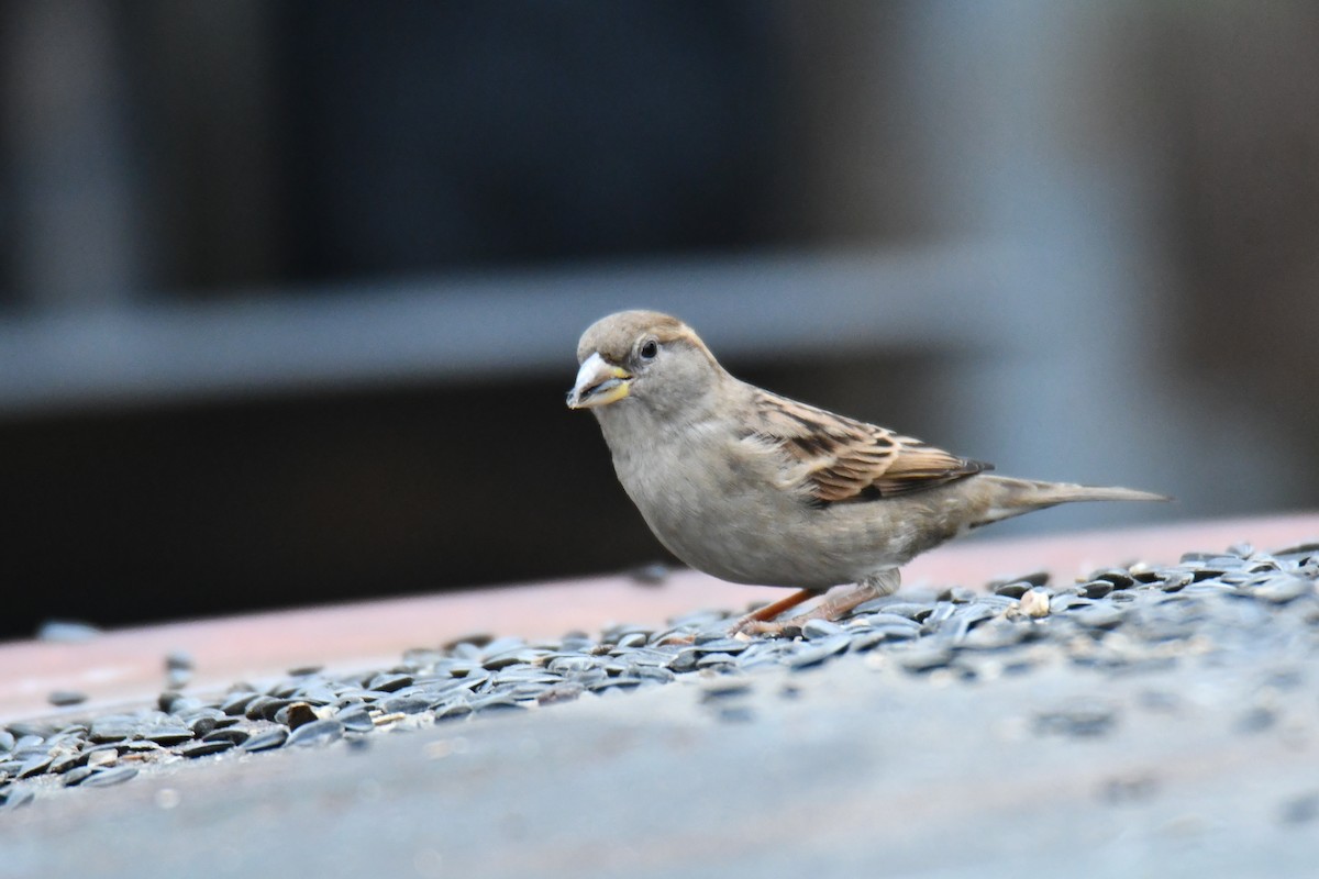 Gorrión Común - ML646632985