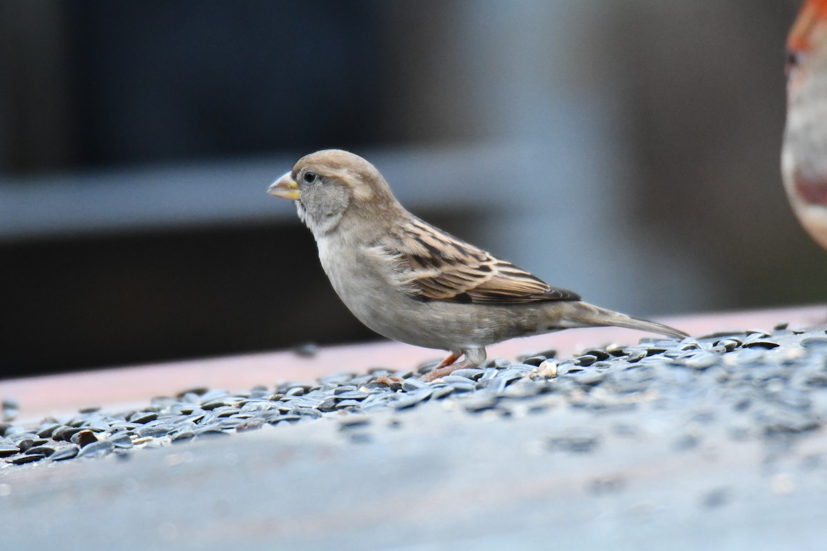 Gorrión Común - ML646632986