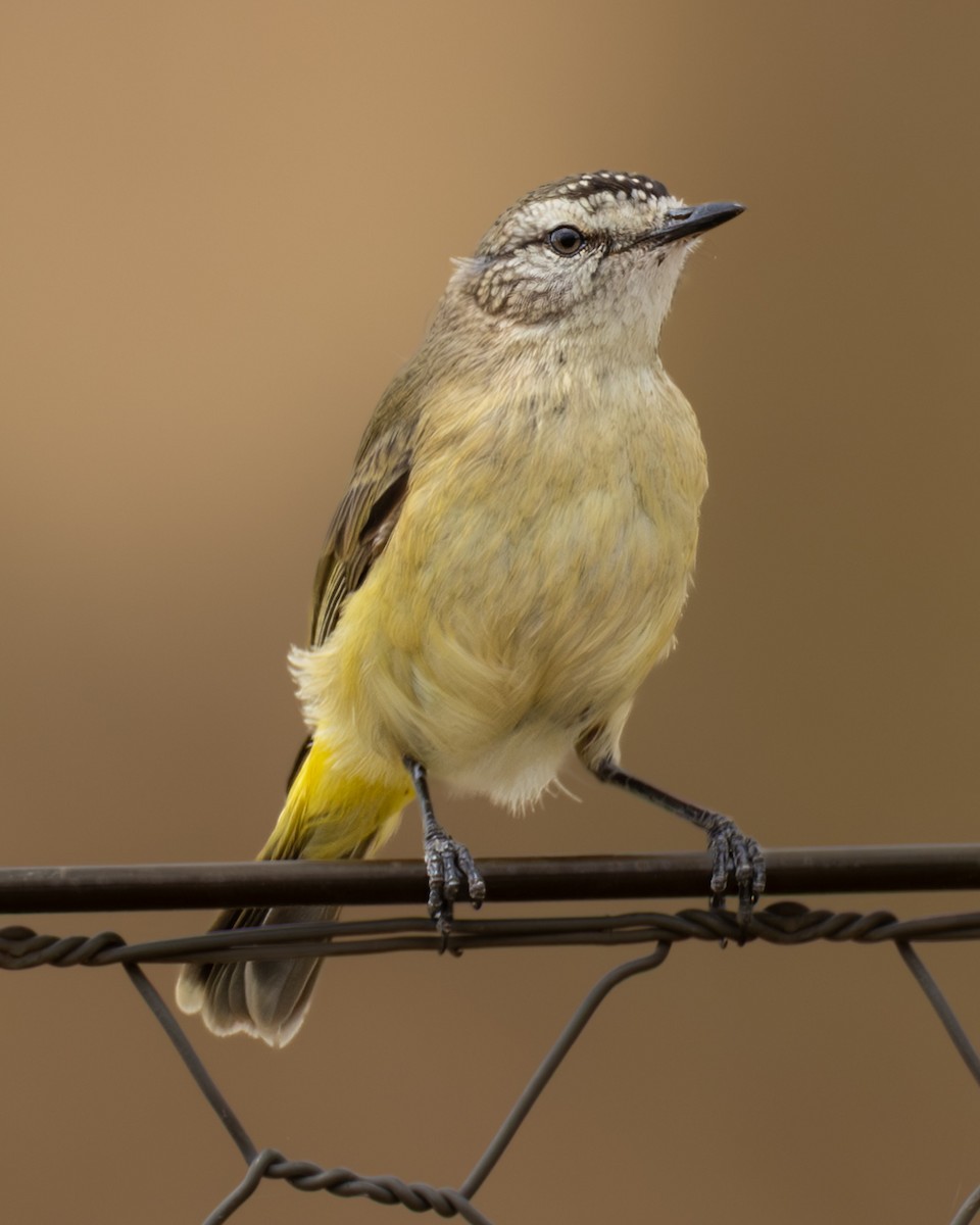 Yellow-rumped Thornbill - ML646632989