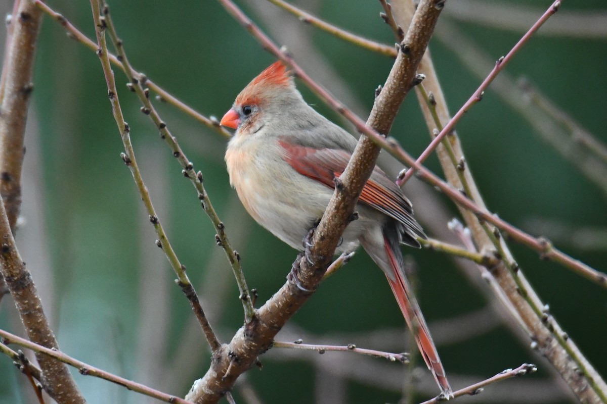 Northern Cardinal - ML646632991