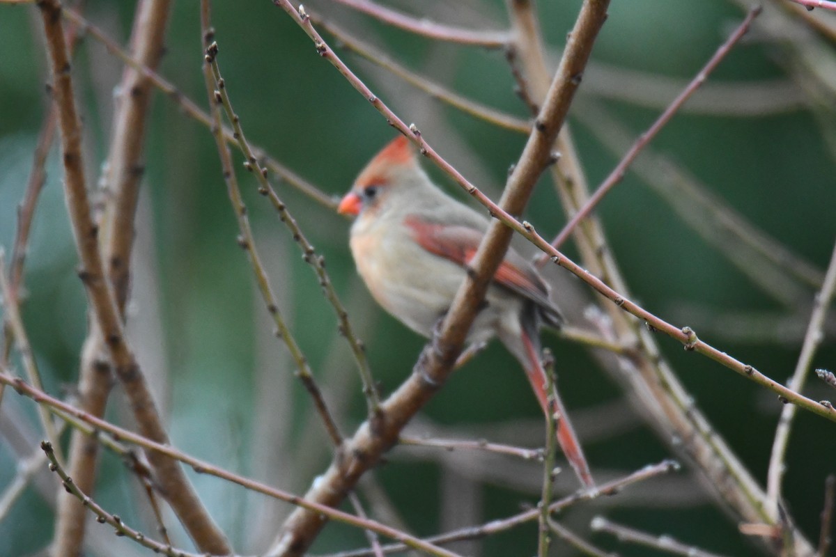 Northern Cardinal - ML646632992