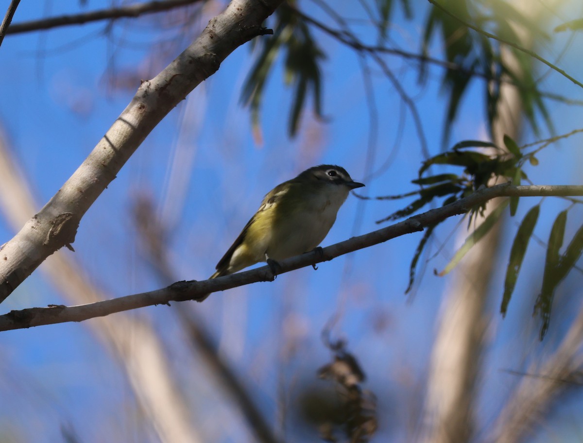 フタスジモズモドキ - ML646632994