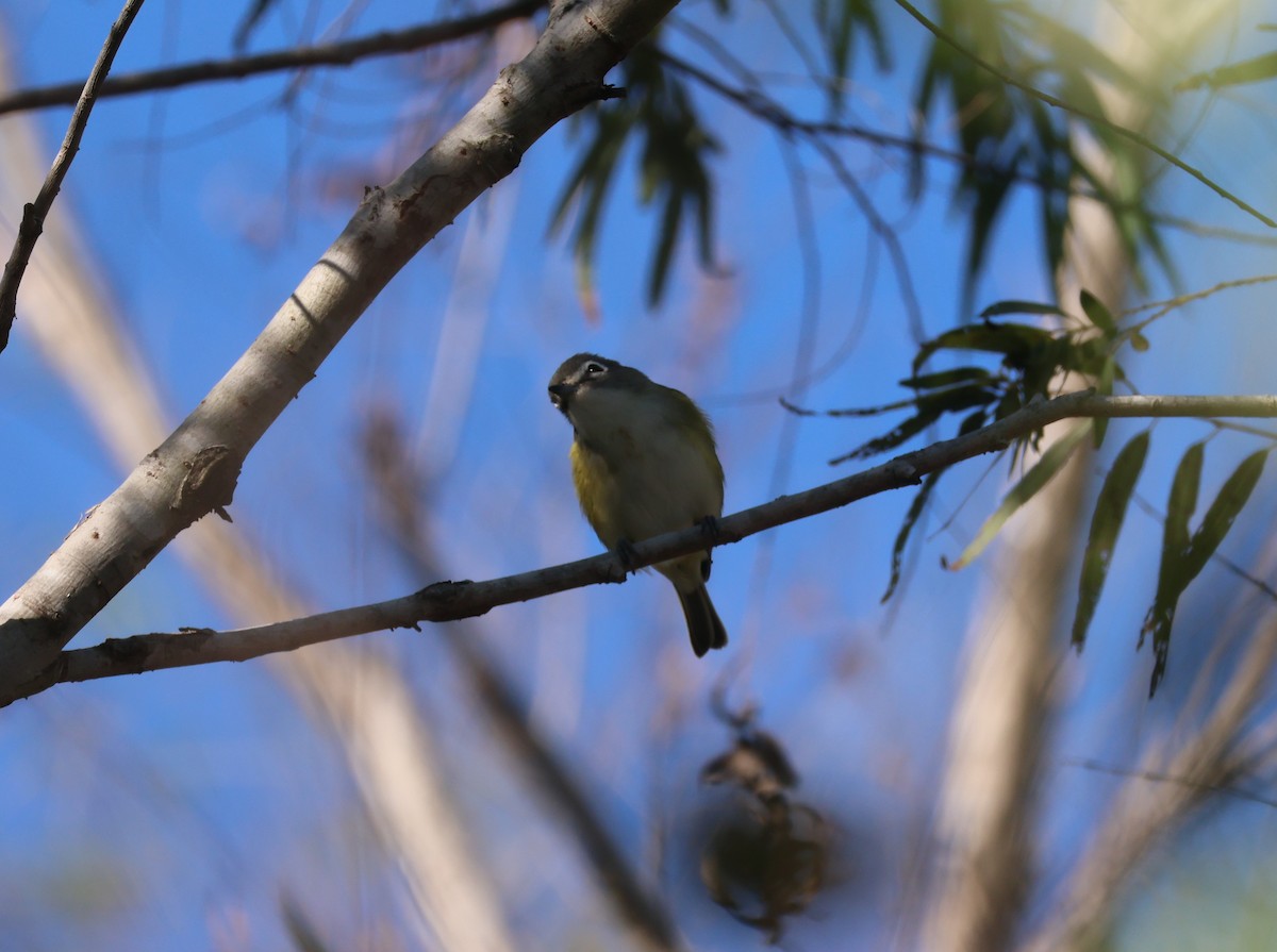 フタスジモズモドキ - ML646632995