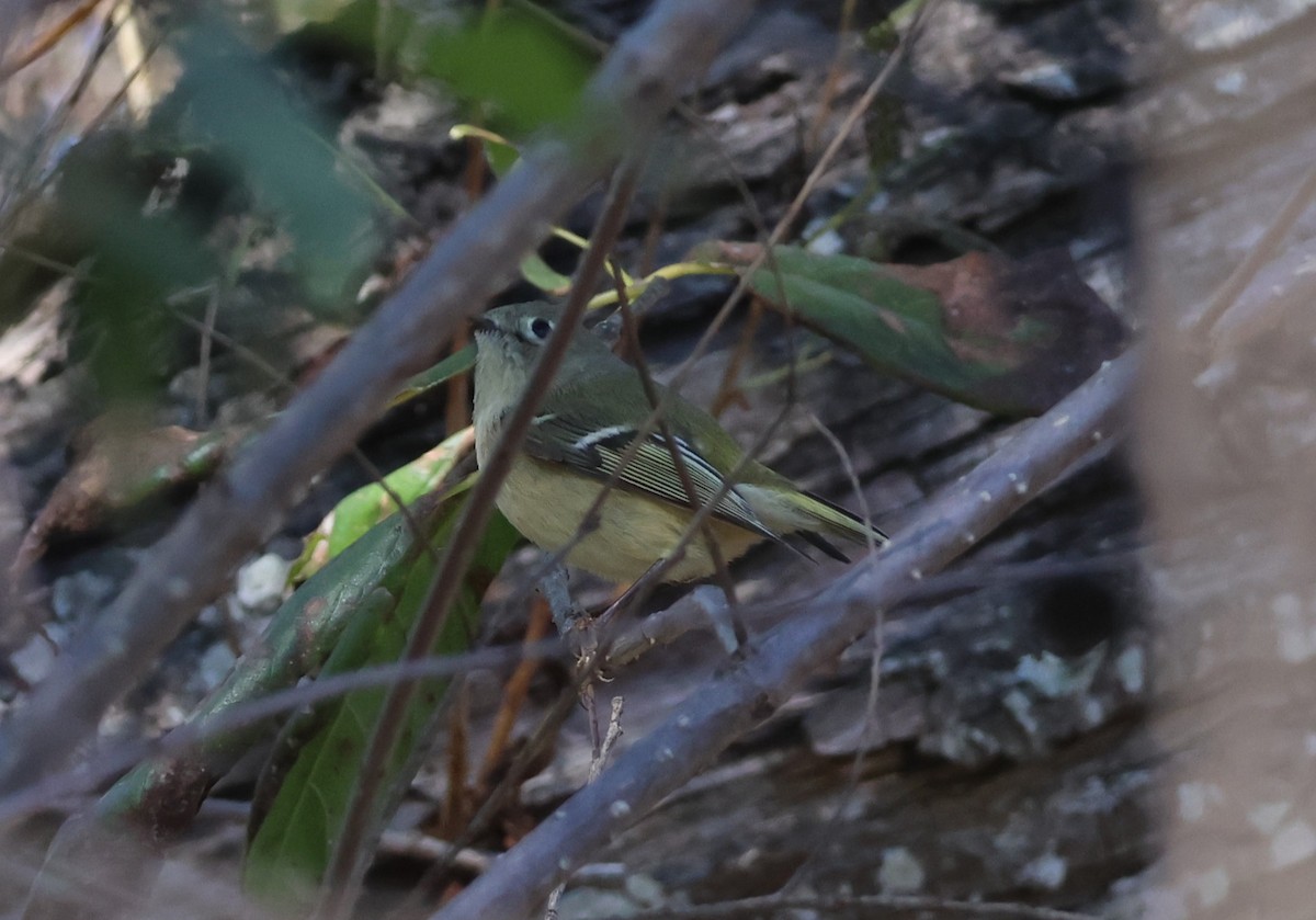 ルビーキクイタダキ - ML646632999