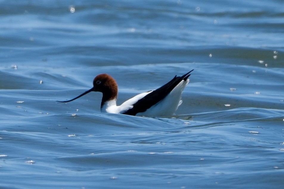 Abozeta burugorria - ML646633000