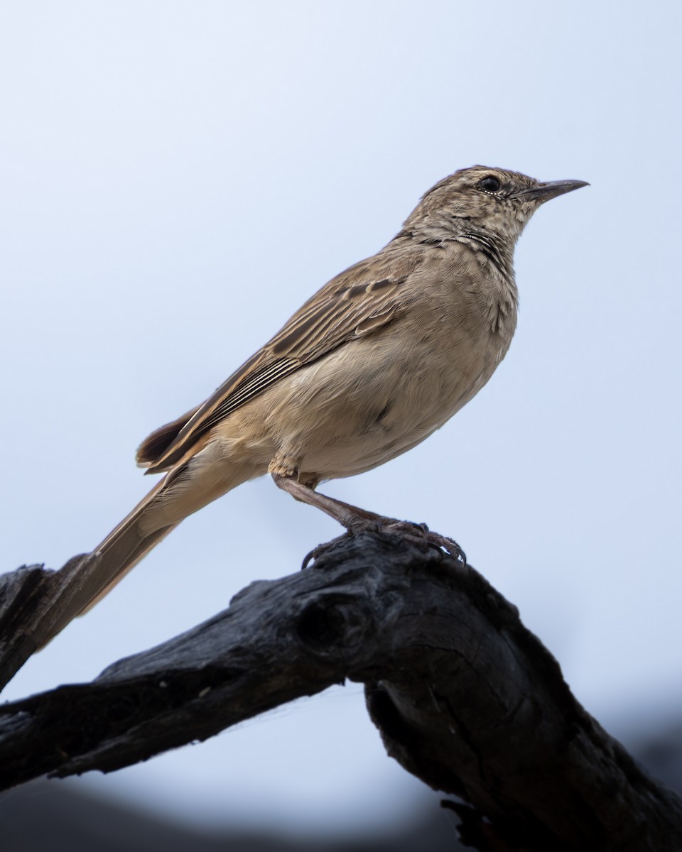 Rufous Songlark - ML646633004