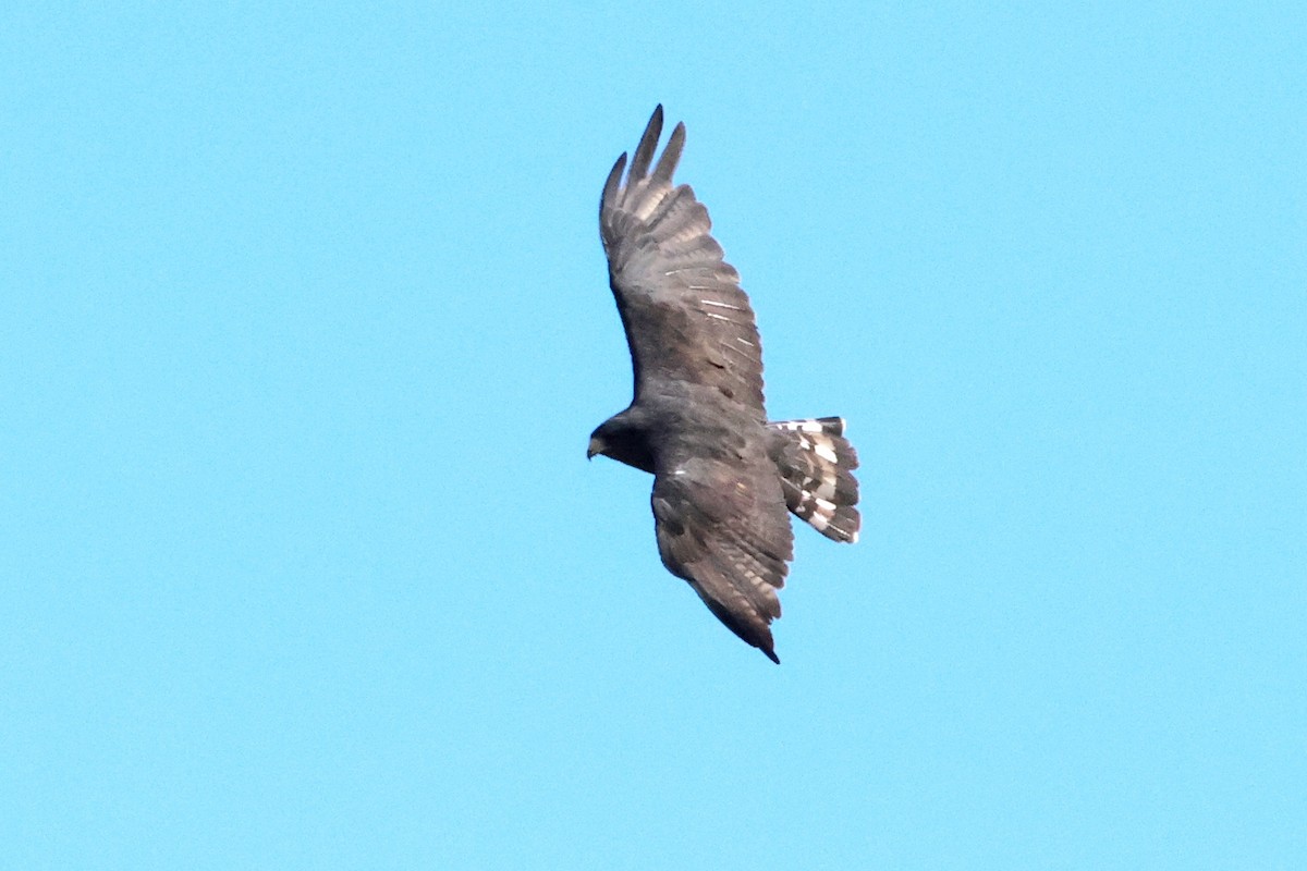 Zone-tailed Hawk - ML646633007